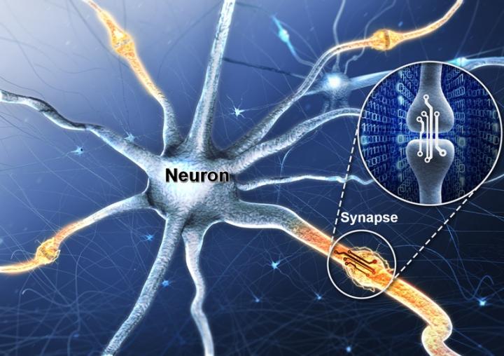 Human Brain Synapse