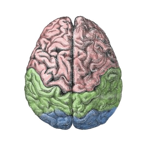 Human Brain