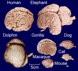 Mammal Brain