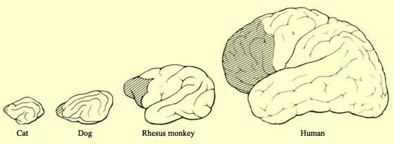 Primates Brain