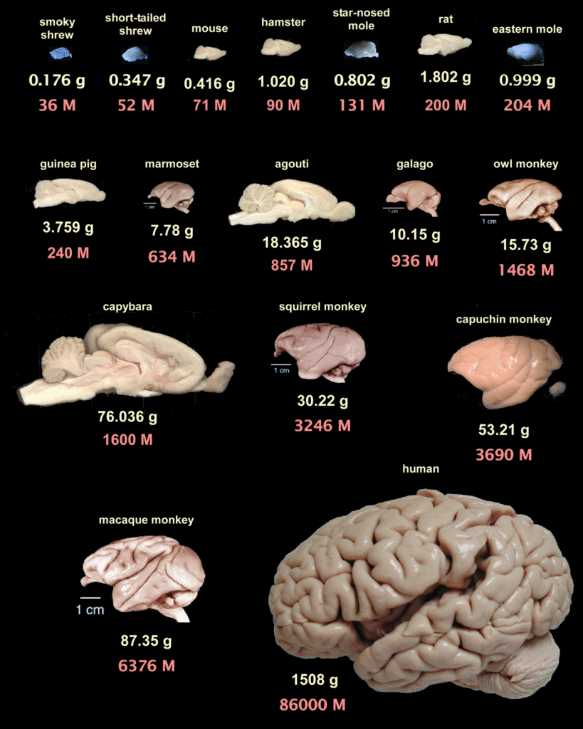 Primates brain 2